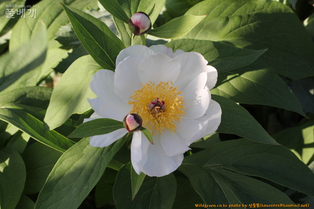 2020.08.12 참작약 (1).JPG