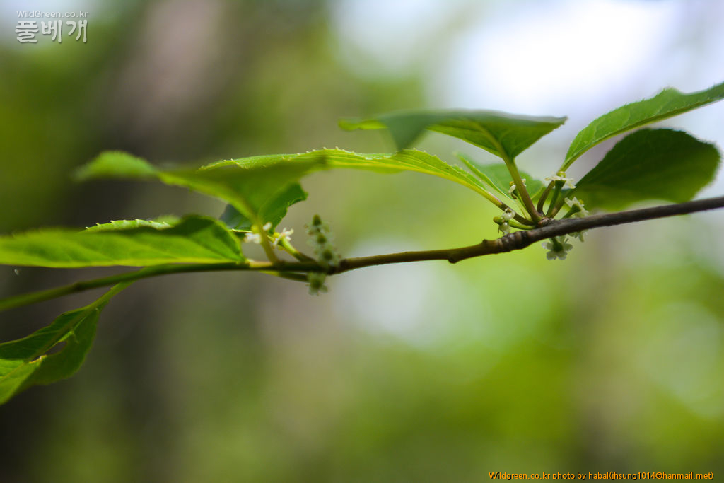 대패집나무 (1).jpg : 오늘~~~!