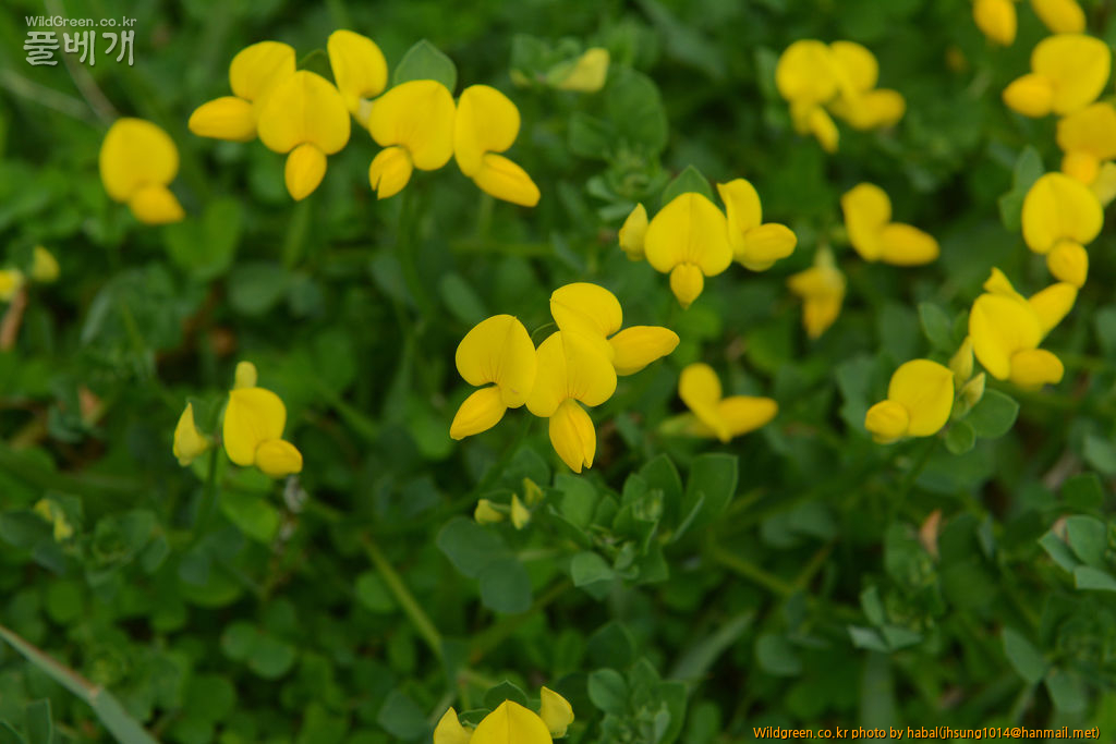 벌노랑이 (2).jpg : 오늘~~~!