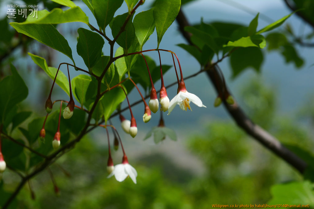 때죽나무 (4).jpg : 오늘~~~!