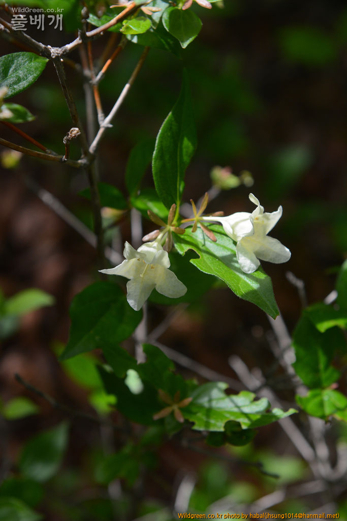 주걱댕강-3 (3).jpg : 오늘~~~!