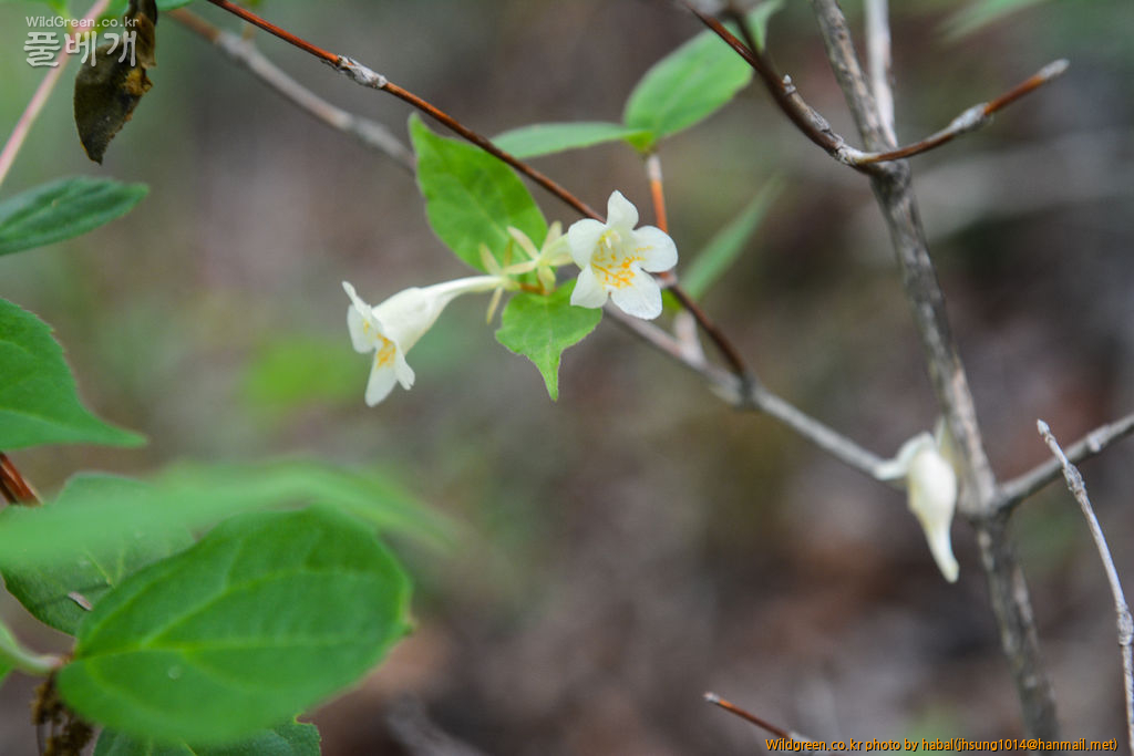 주걱댕강-4 (1).jpg : 오늘~~~!