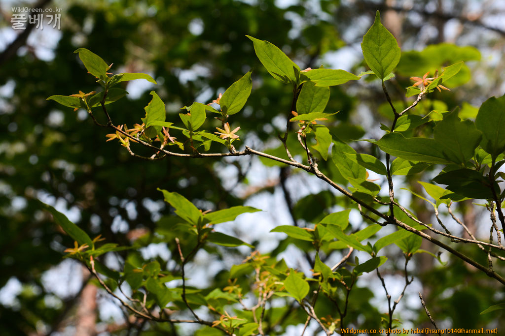 주걱댕강-1 (1).jpg : 오늘~~~!