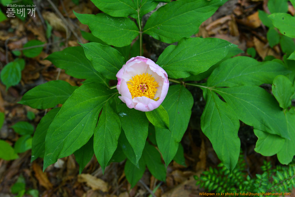 참작약 (2).jpg : 오늘~~~!