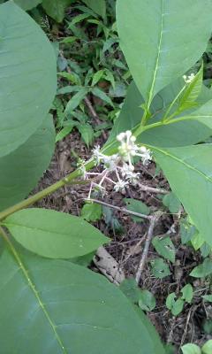 Photo_110826-0007.jpg : 미국자리공