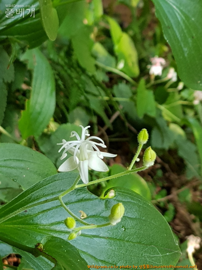 2020.08.18 뻐꾹나리(흰색) (2).JPG