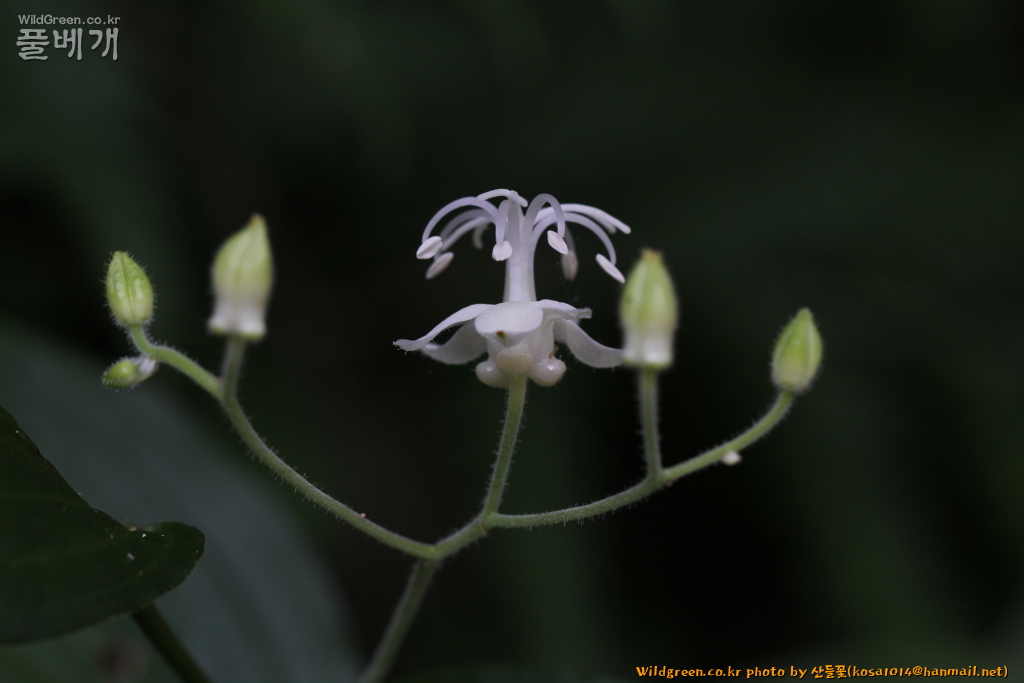 2020.08.18 뻐꾹나리(흰색) (13).JPG