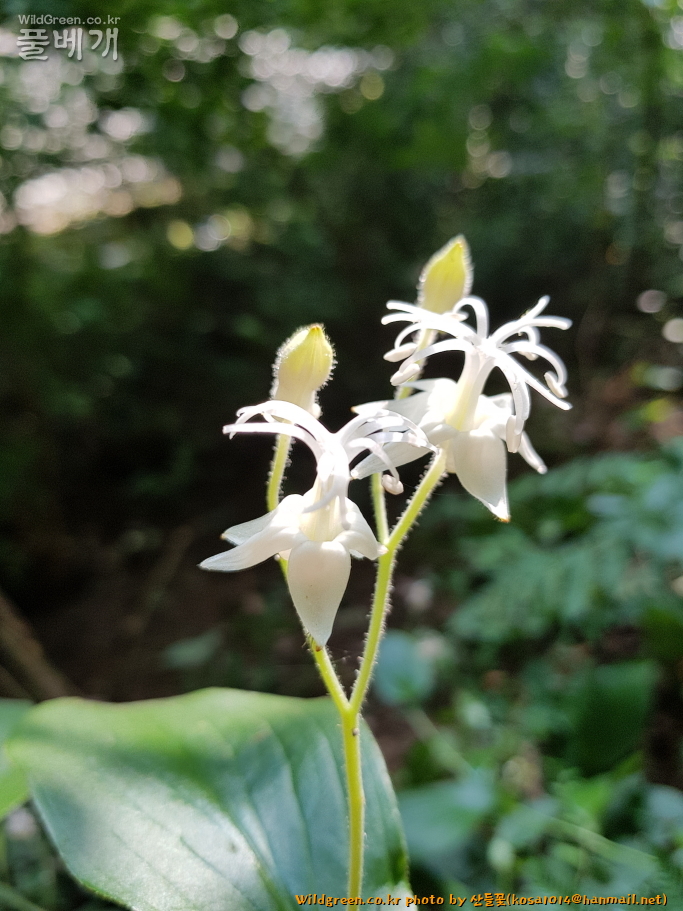 2020.08.18 뻐꾹나리(흰색) (1).JPG