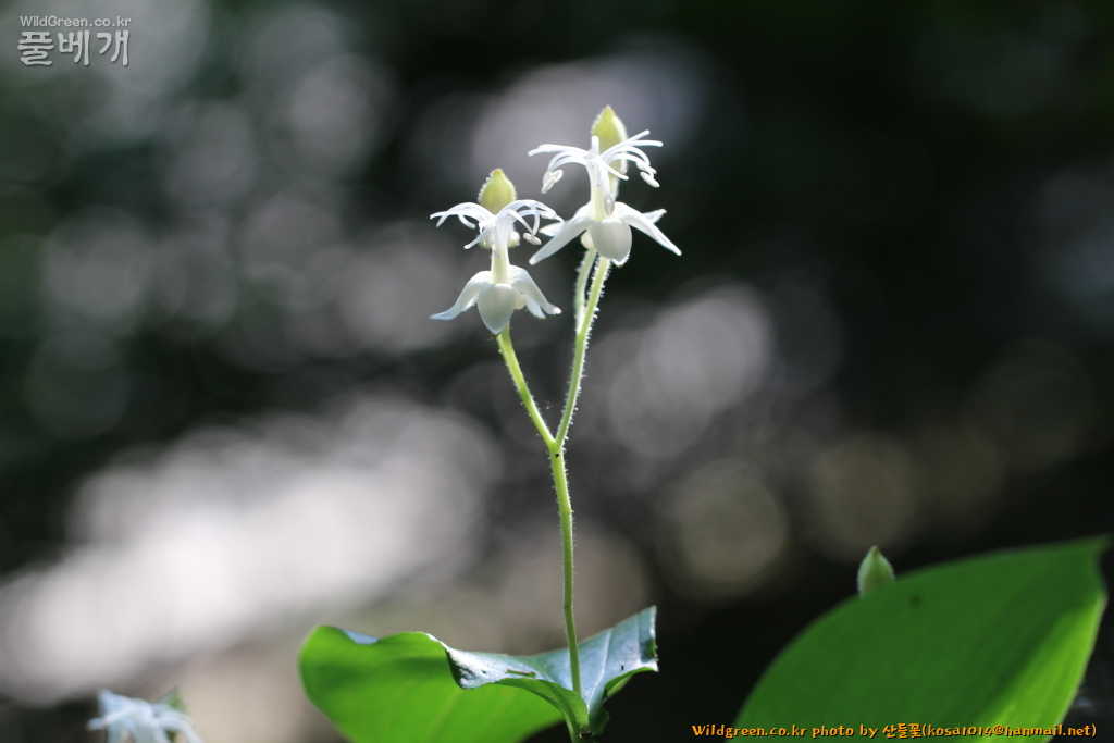 2020.08.18 뻐꾹나리(흰색) (21).JPG