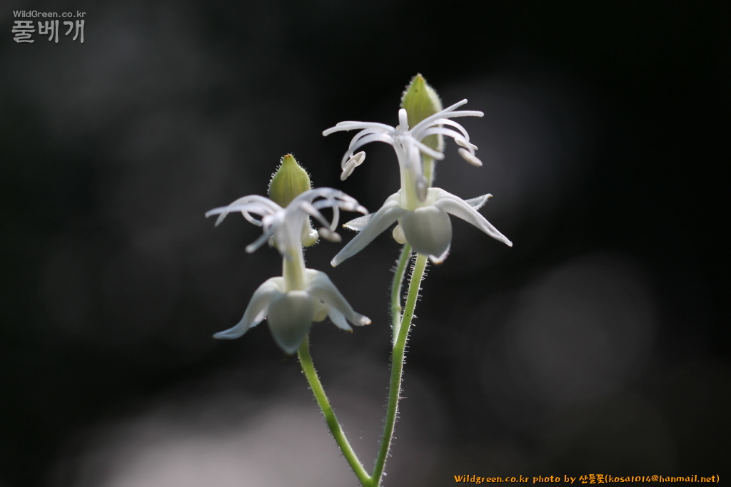 2020.08.18 뻐꾹나리(흰색) (20).JPG