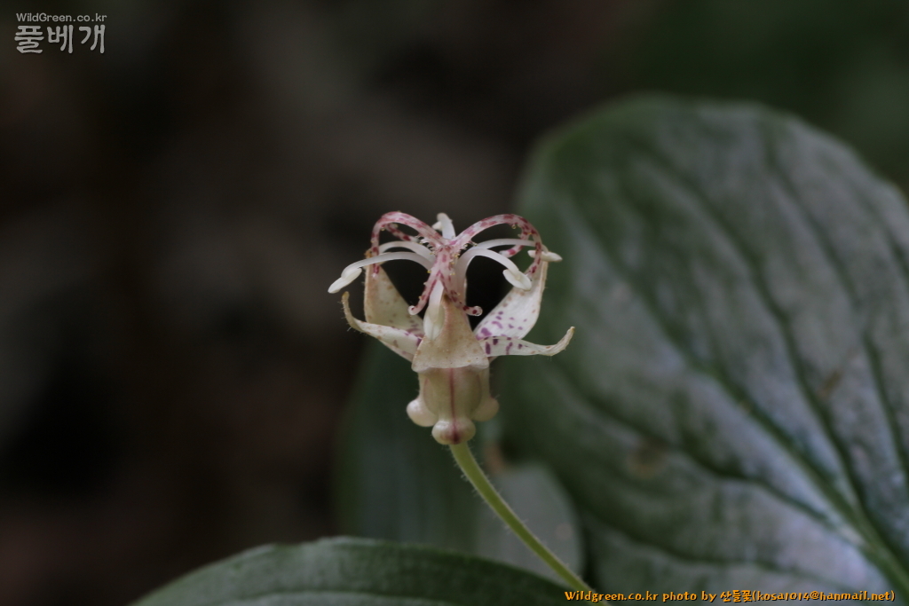 2020.08.18 뻐꾹나리 (2).JPG