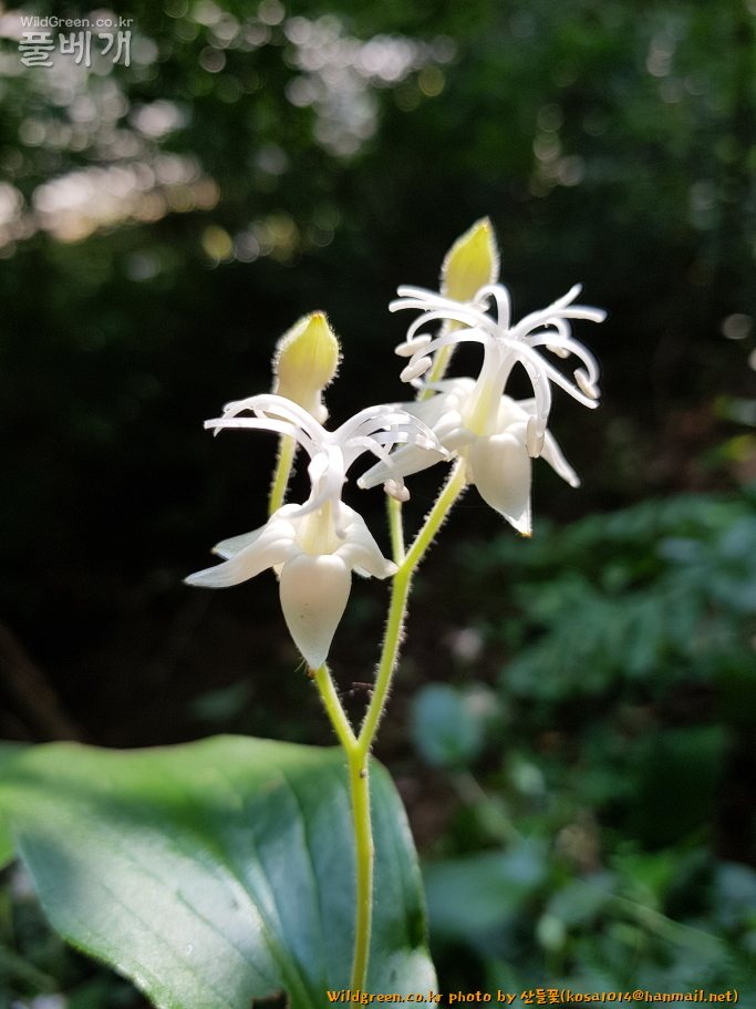 2020.08.18 뻐꾹나리(흰색) (6).JPG