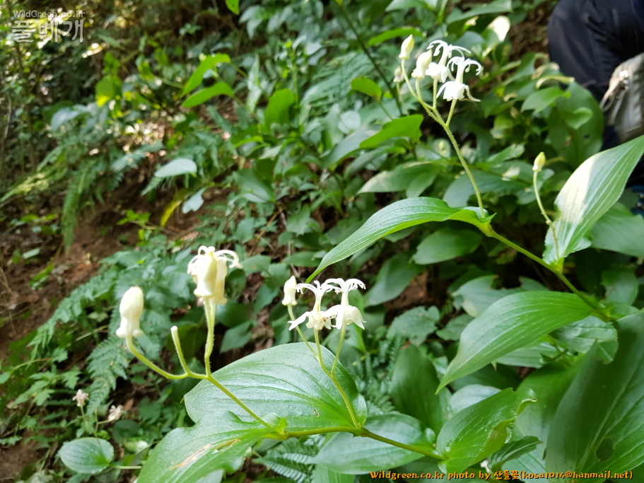 2020.08.18 뻐꾹나리(흰색) (5).JPG