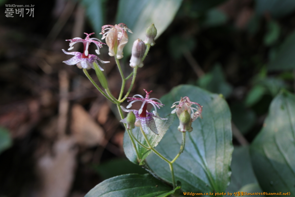 2020.08.18 뻐꾹나리.JPG