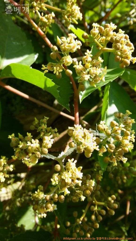 2017-06-25 17;43;55.jpg : 고려담쟁이?양담쟁이/미국담쟁이