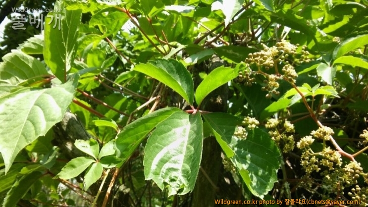 2017-06-25 17;43;30.jpg : 고려담쟁이?양담쟁이/미국담쟁이