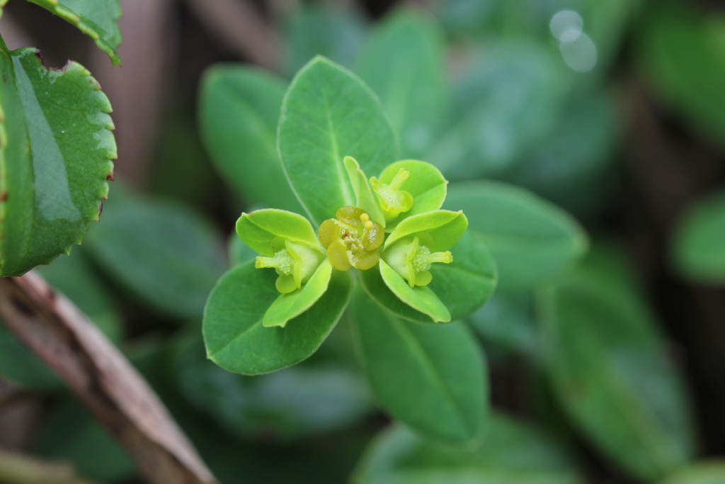 2021.08.23 두메대극 (5).JPG