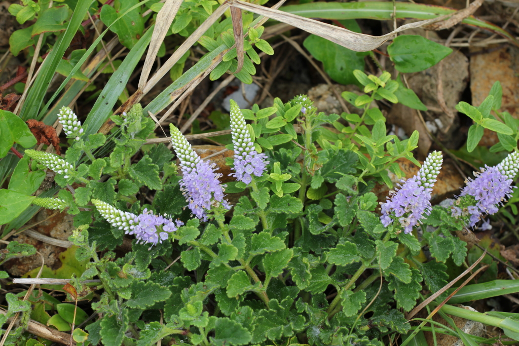 2021.08.23 부산꼬리풀 (1).JPG