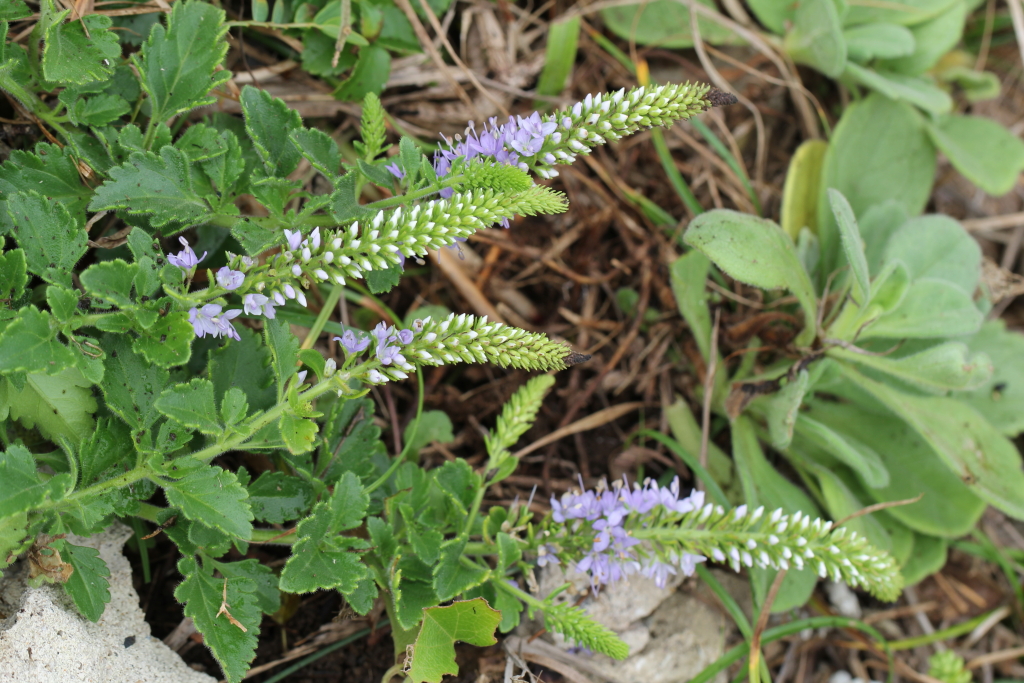 2021.08.23 부산꼬리풀 (7).JPG