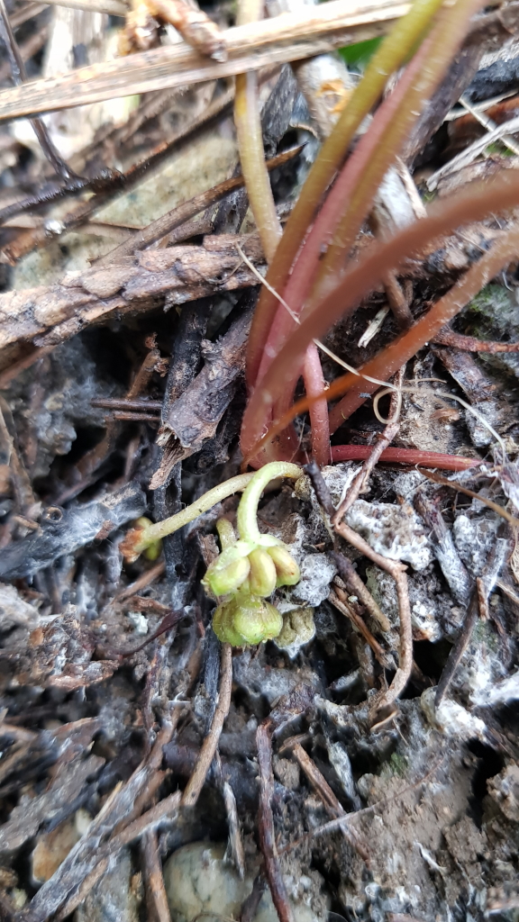 2021.08.23 병풀 (2).JPG