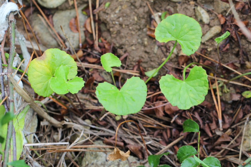 2021.08.23 병풀 (5).JPG