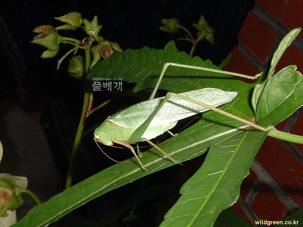 DSCF0001.JPG : 닥풀잎위의 여치