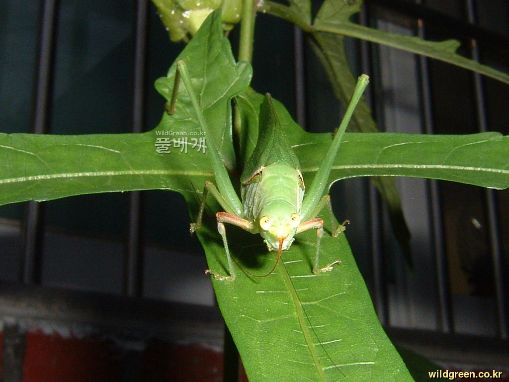 DSCF0004.JPG : 닥풀잎위의 여치