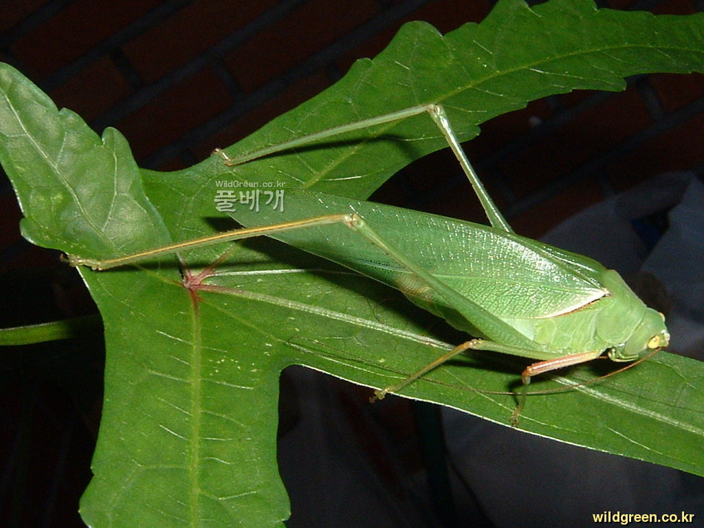 DSCF0003.JPG : 닥풀잎위의 여치