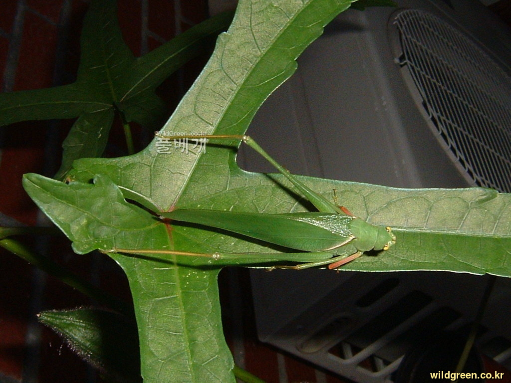 DSCF0002.JPG : 닥풀잎위의 여치