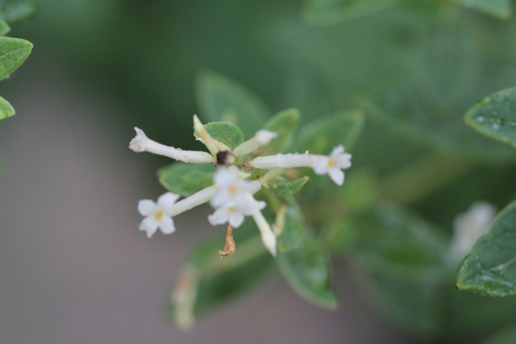 2021.08.23 거문도닥나무 (10).JPG