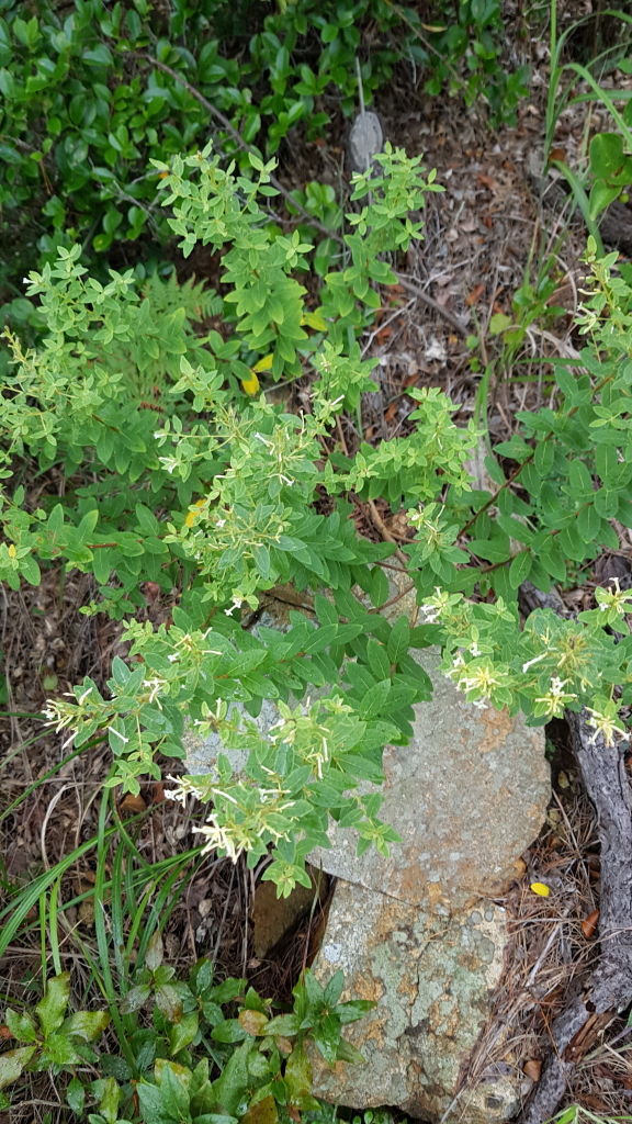 2021.08.23 거문도닥나무 (3).JPG