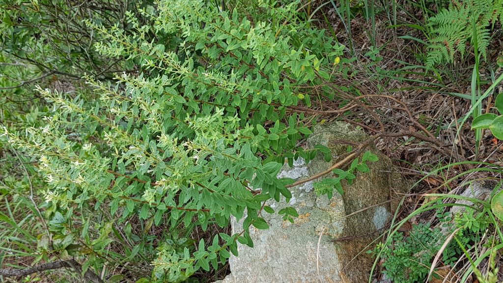 2021.08.23 거문도닥나무 (4).JPG