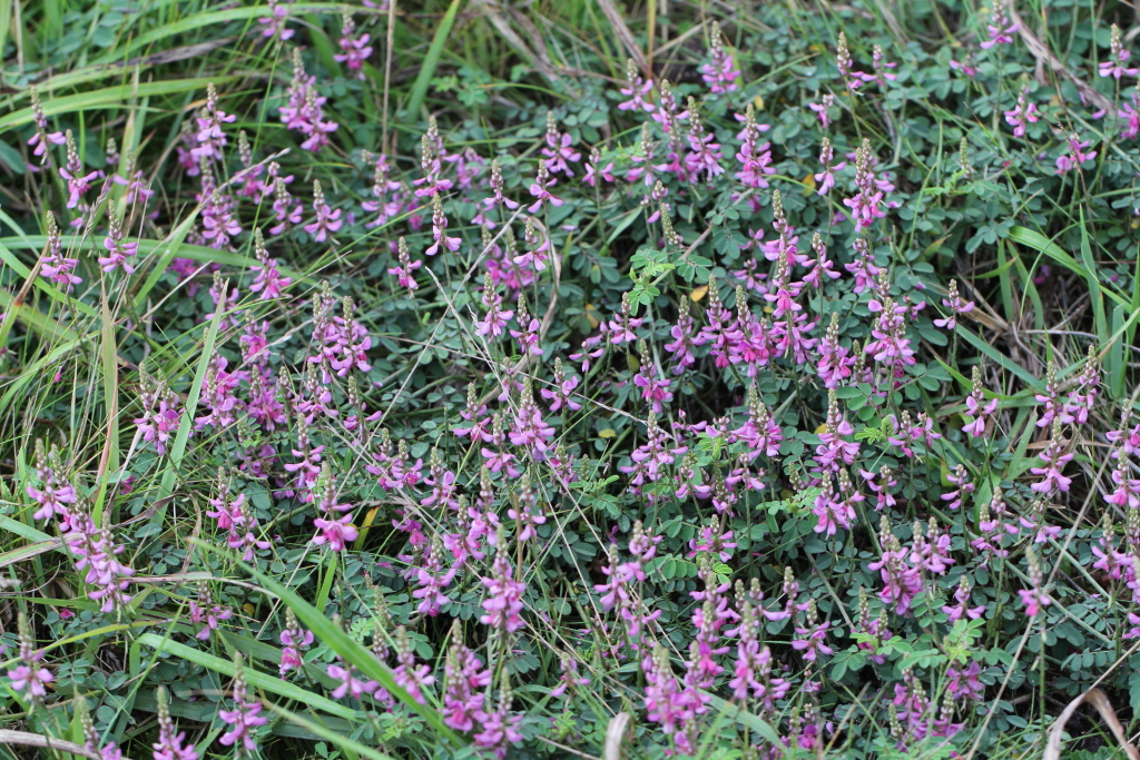 2021.08.23 낭아초 (1).JPG