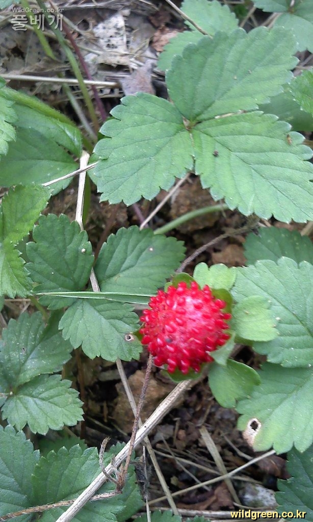 Photo_110913-0034.jpg : 뱀딸기