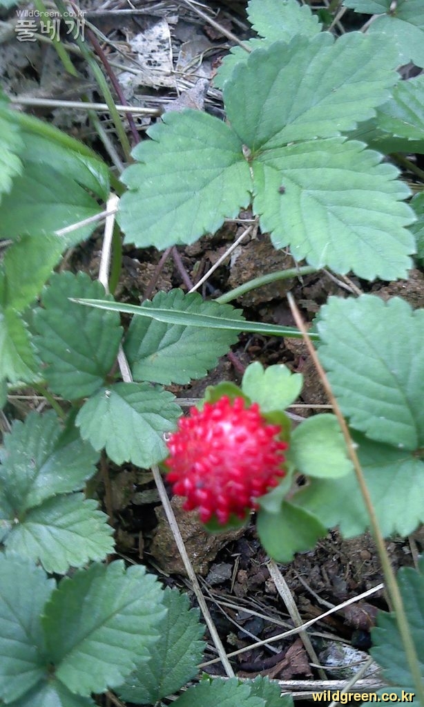 Photo_110913-0035.jpg : 뱀딸기
