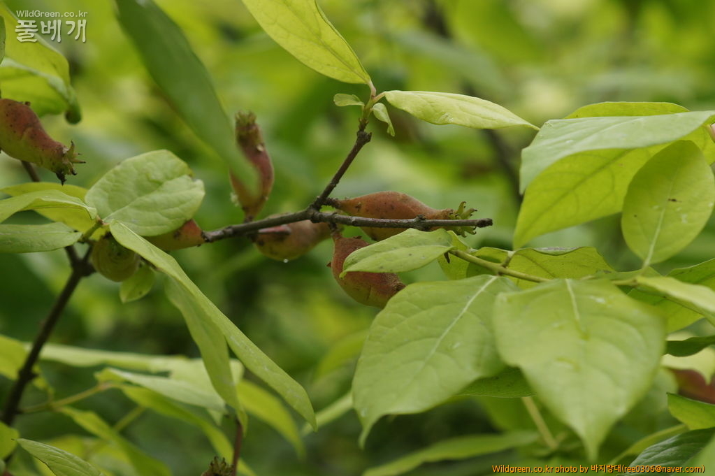 DSC07112.JPG : 안면도 보고