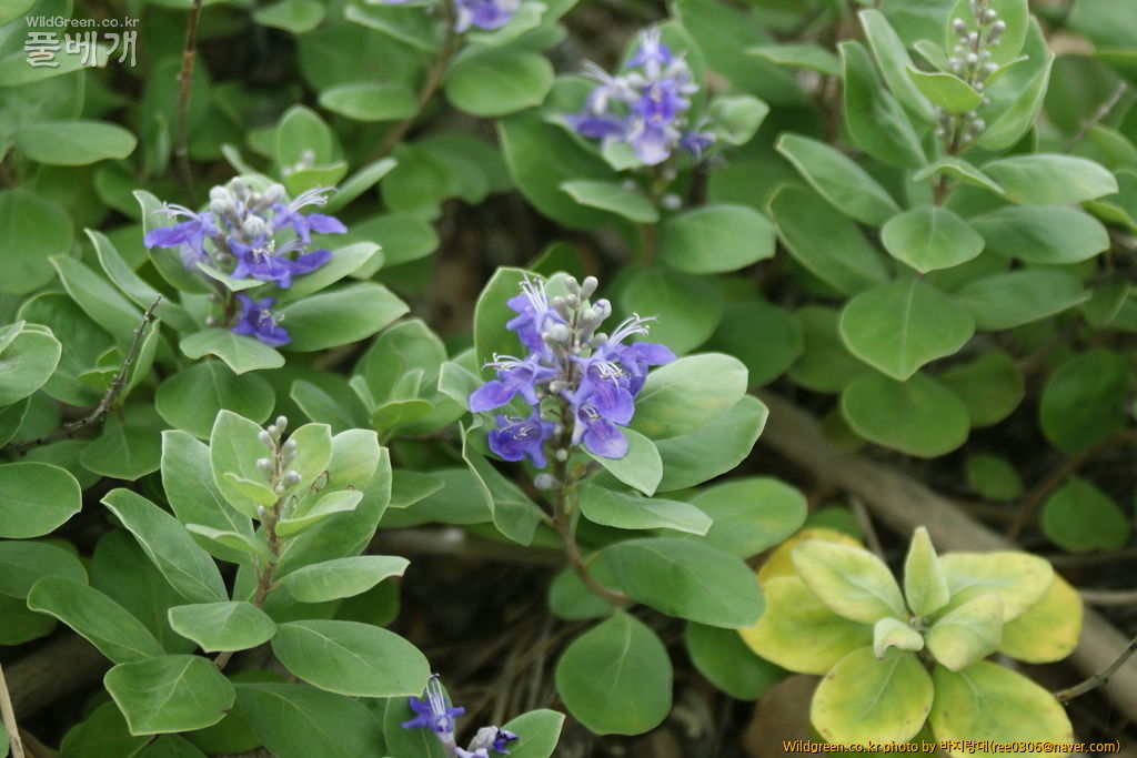 DSC00155.JPG : 내사랑 순비기