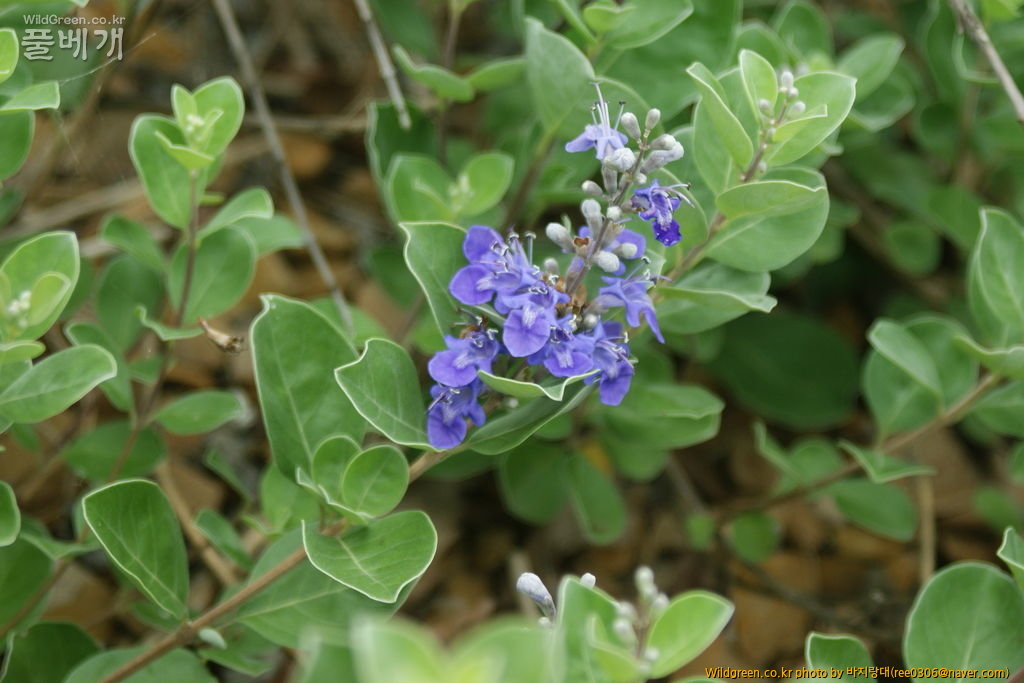 DSC00179.JPG : 내사랑 순비기