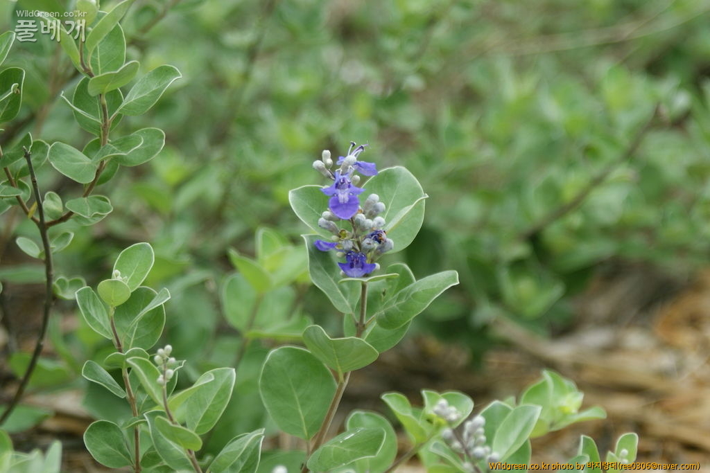 DSC00175.JPG : 내사랑 순비기