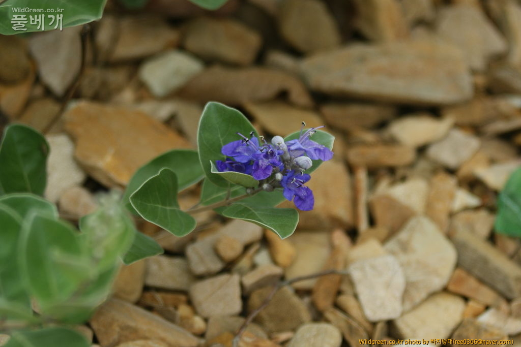 DSC00176.JPG : 내사랑 순비기