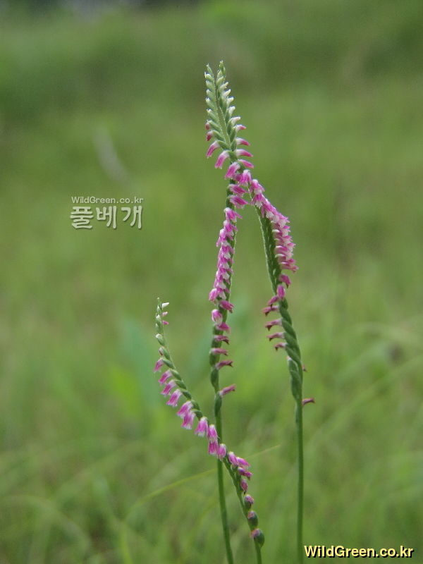 풀베개 : 인터넷식물도감 - 타래난초