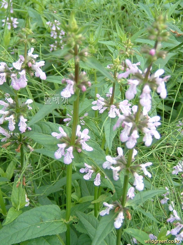 DSCF0067.JPG : 석잠풀