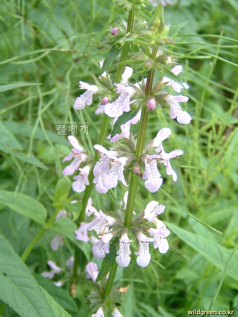 DSCF0066.JPG : 석잠풀