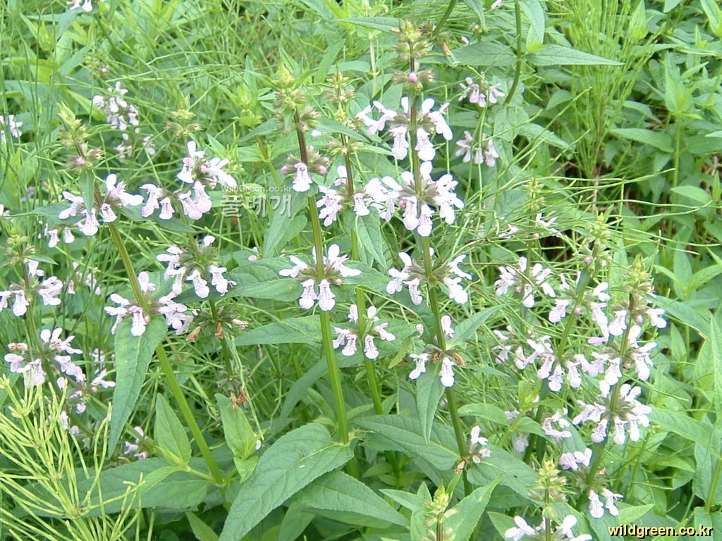 DSCF0065.JPG : 석잠풀