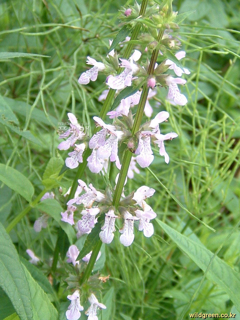 DSCF0068.JPG : 석잠풀