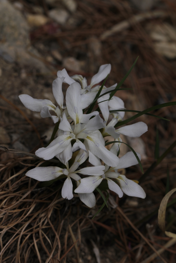 2021.04.18 흰각시붓꽃 (4).JPG