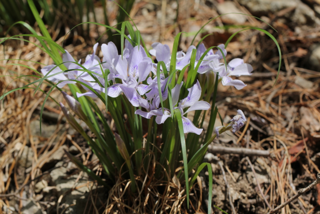 2021.04.18 각시붓꽃 (3).JPG