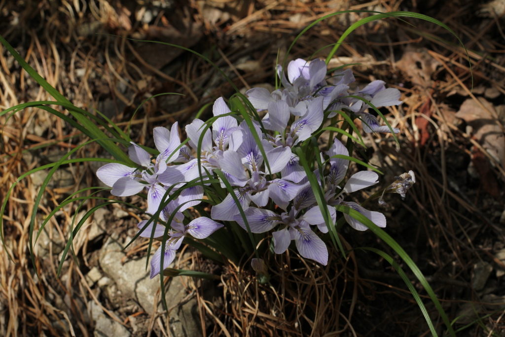 2021.04.18 각시붓꽃 (6).JPG