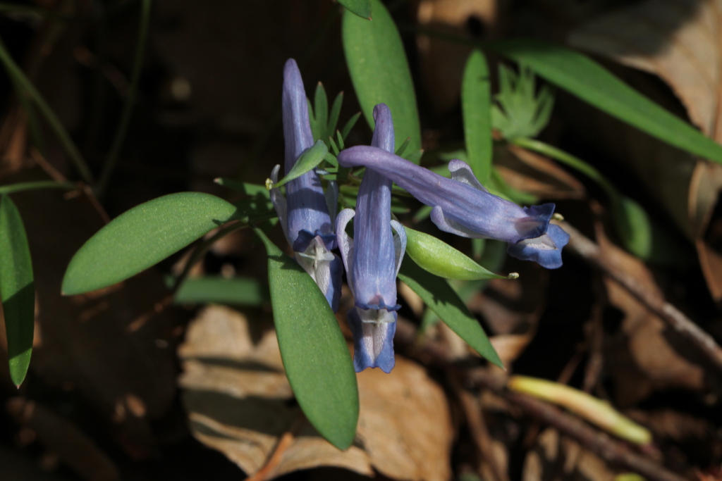 2021.04.18 날개현호색 (1).JPG