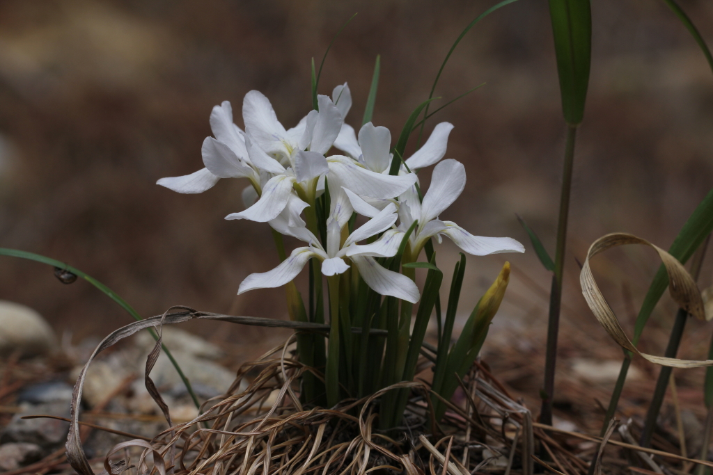 2021.04.18 흰각시붓꽃 (5).JPG